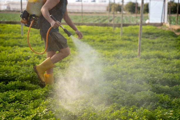 Best Wasp Removal Services  in Reedsville, WI